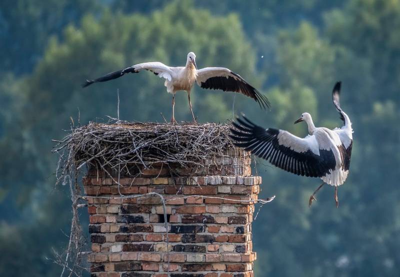 Professional Chimney Animal Removal Services in Westchester, Illinois