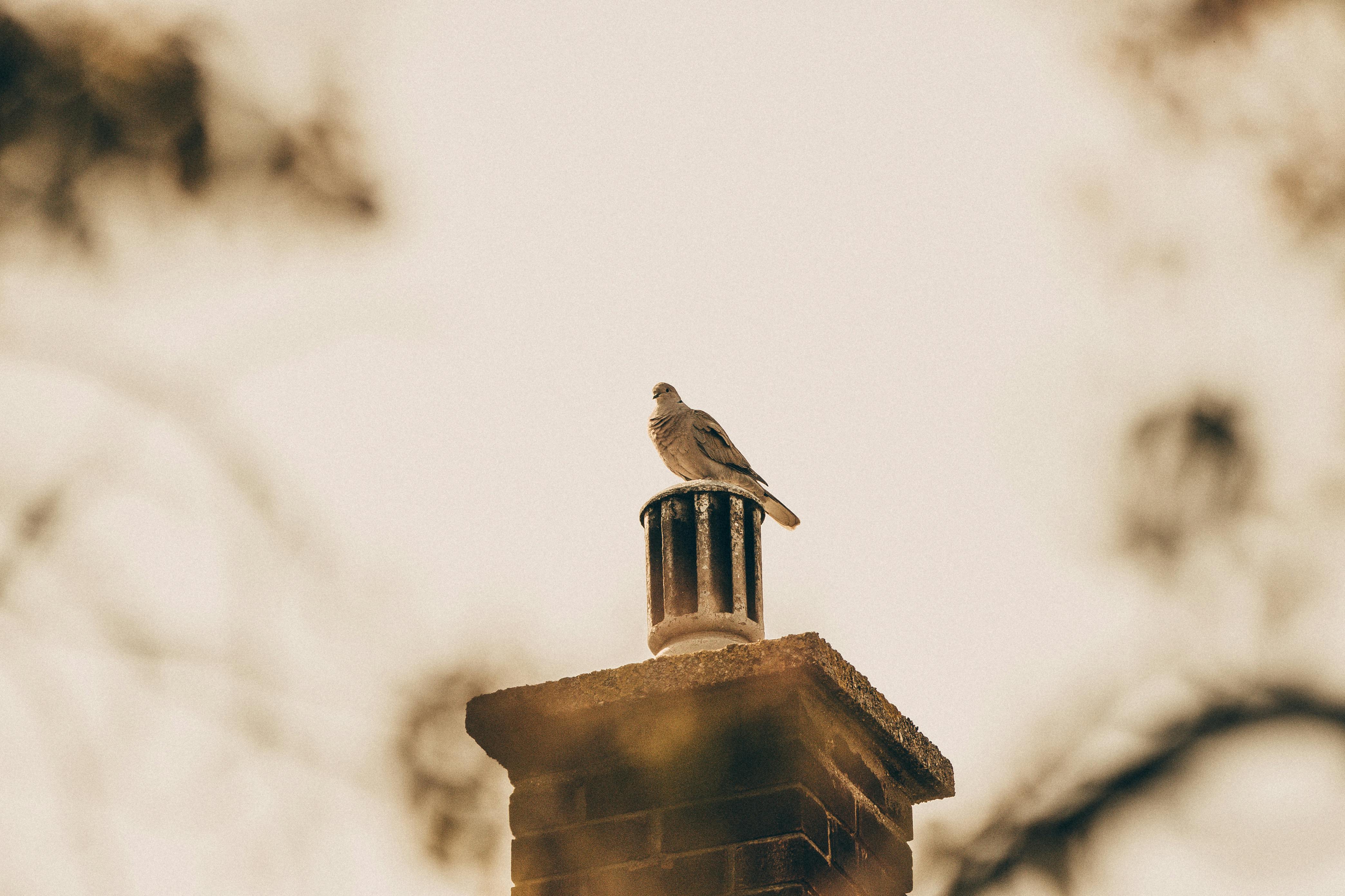 Professional Chimney Cap and Damper In Westchester Illinois